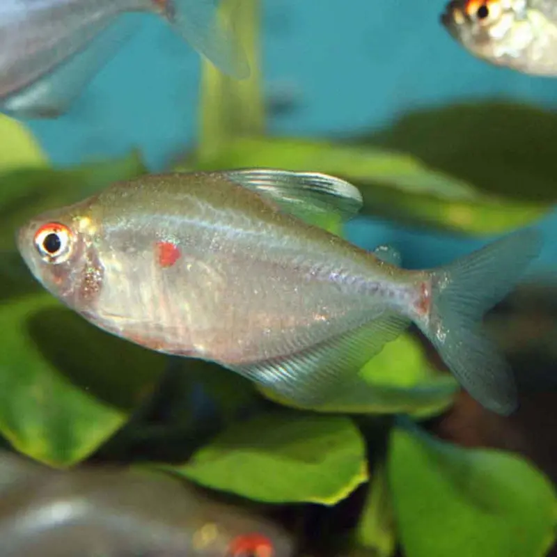 Bleeding Heart Tetra - Hyphessobrycon erythrostigma