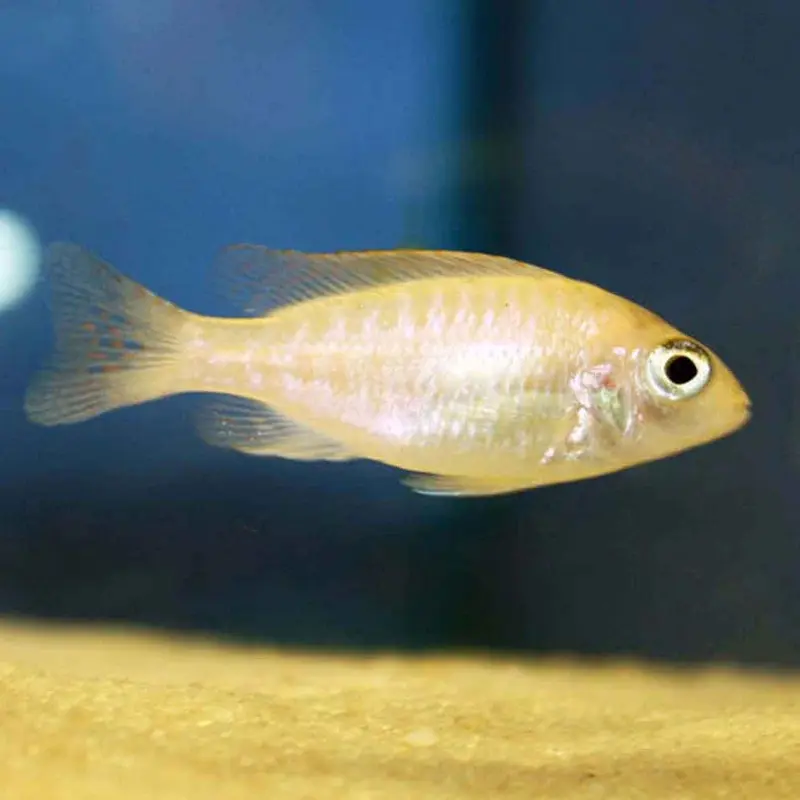 Blood Dragon Peacock - Aulonocara sp. - Juvenile