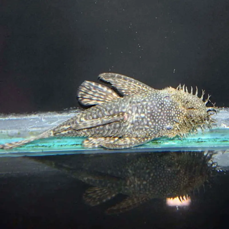 Bushynose/Bristlenose Pleco - Ancistrus sp. - Medium
