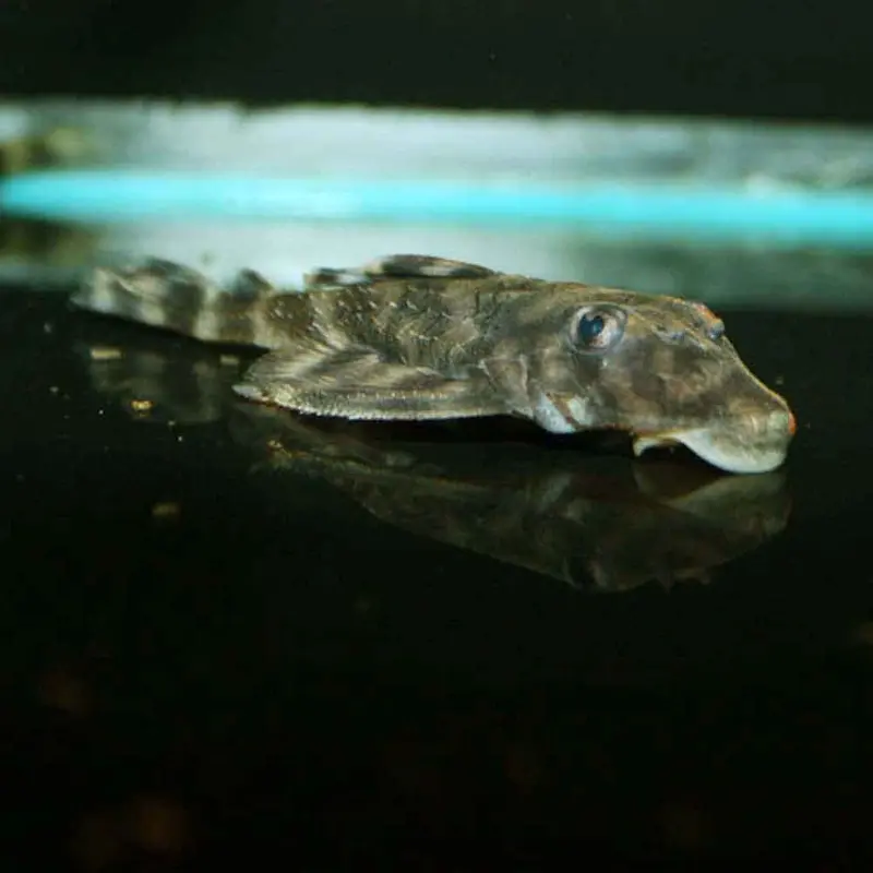 Butterfly Pleco - Dekeyseria sp. L052