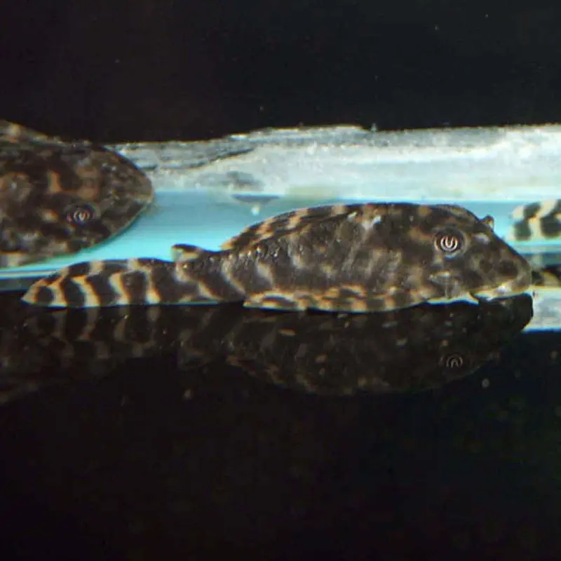 Candy-striped Pleco - Peckoltia vittata L015
