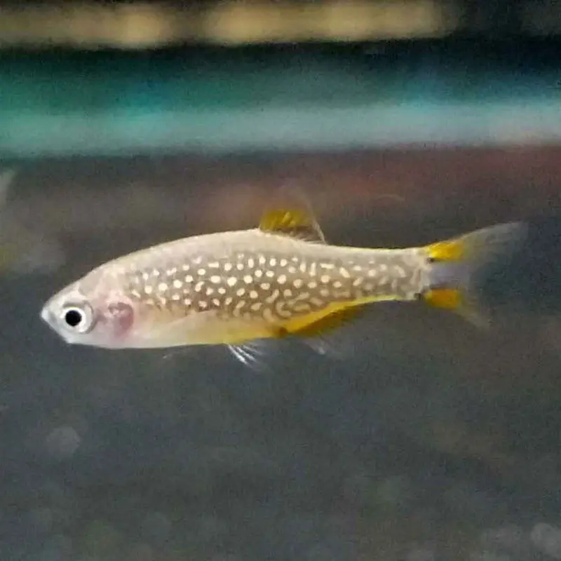 Celestial Pearl Danio  - Danio margaritatus