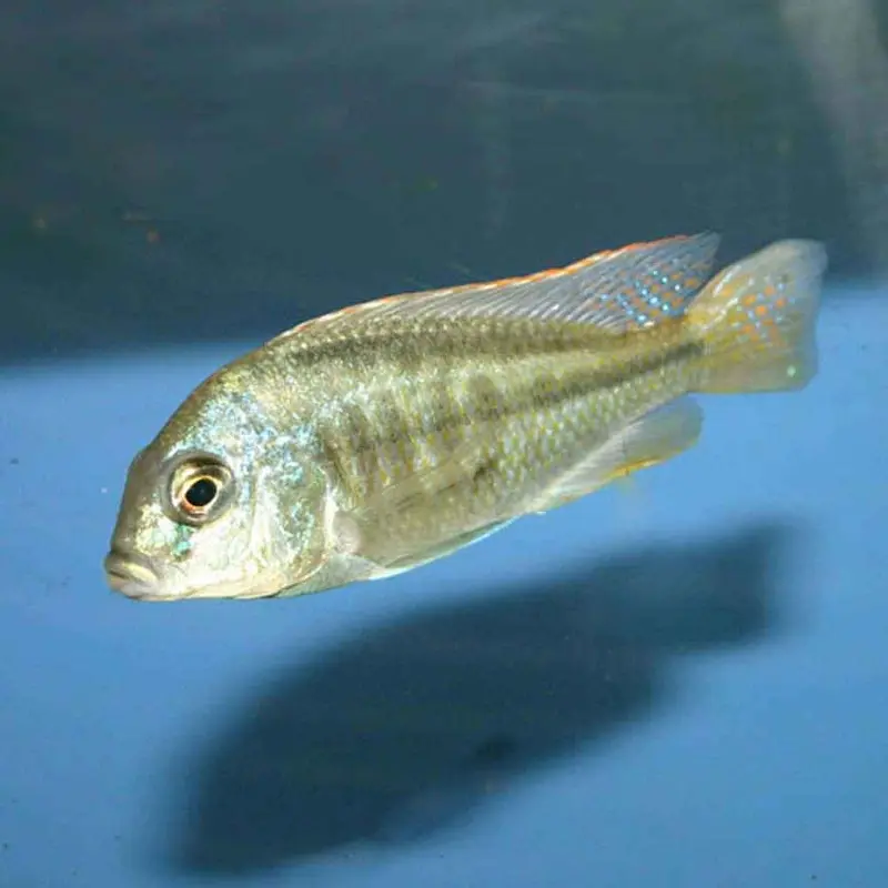 Chilotilapia rhoadesii - Adult