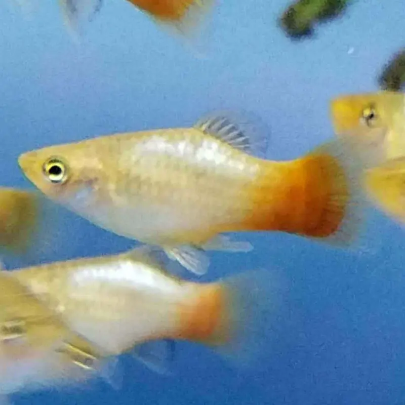 Dawn Platy - Xiphophorus maculatus
