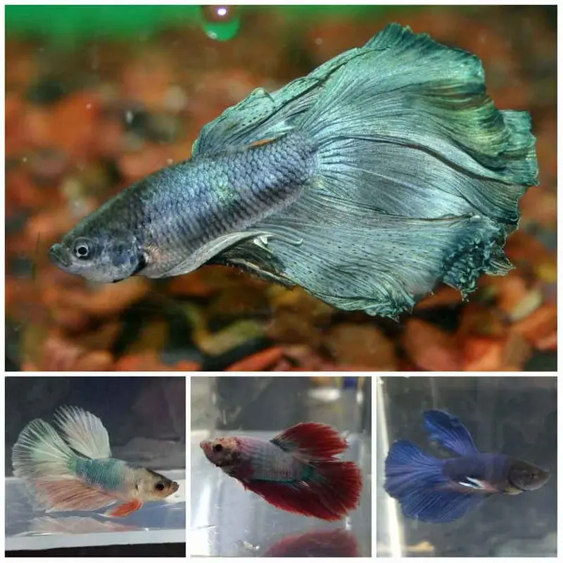 Delta Betta - Betta splendens - Male