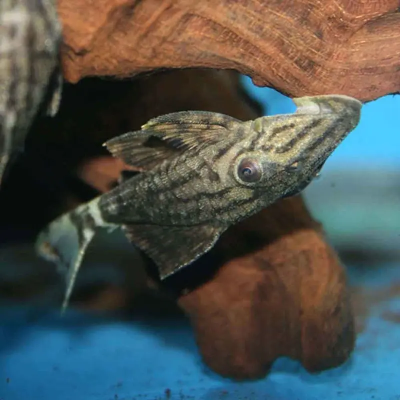 Dull-eyed Royal Pleco - Panaque sp. L191