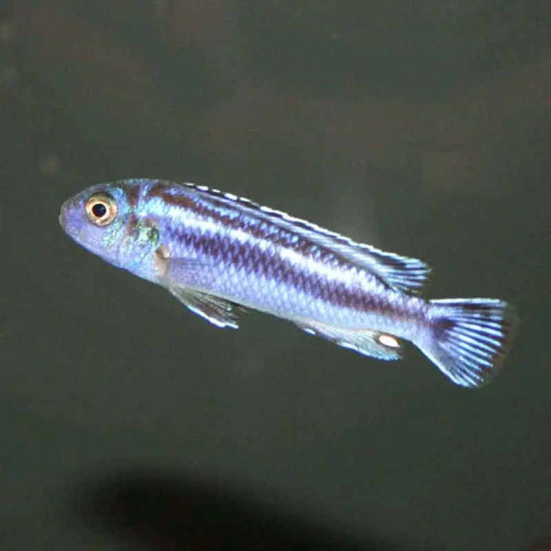 Electric Blue Maingano - Melanochromis cyaneorhabdos - Juv.