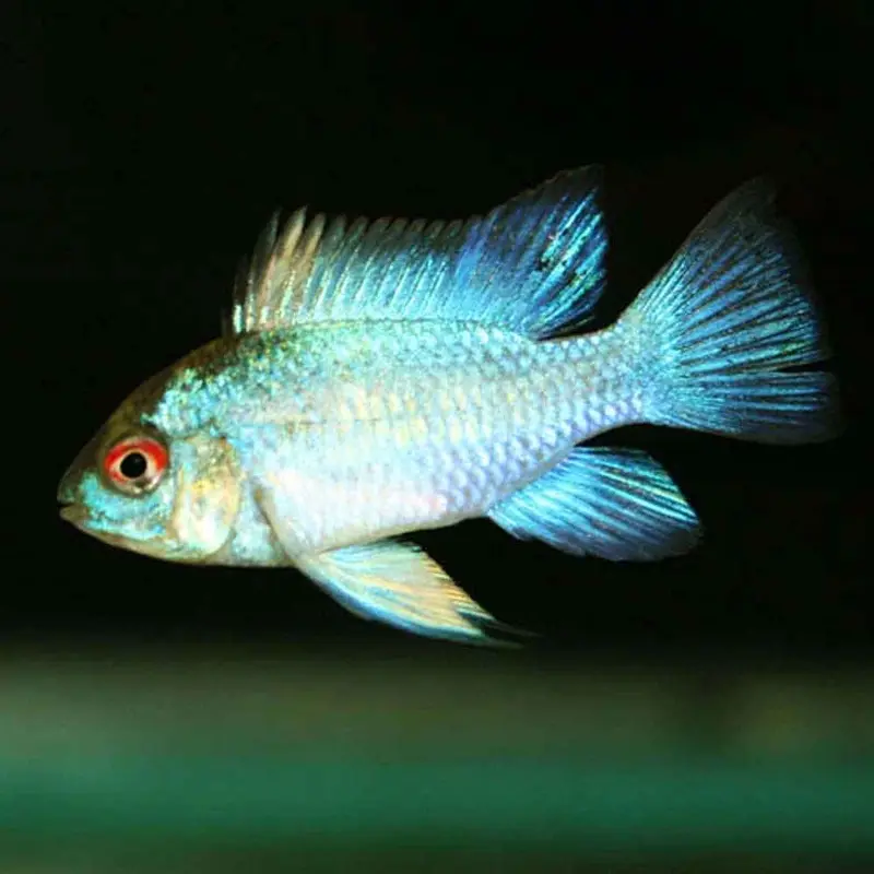 Electric Blue Ram - Mikrogeophagus ramirezi