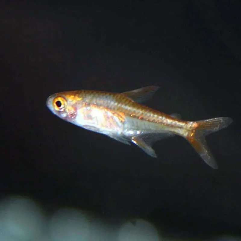 Ember Tetra - Hyphessobrycon amandae