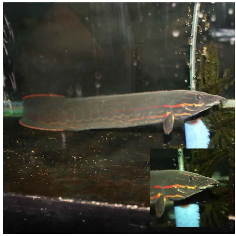 Fire Eel - Mastacembelus erythrotaenia - Medium