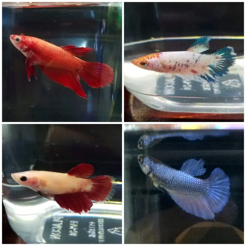 Half Moon Betta - Betta splendens - Female