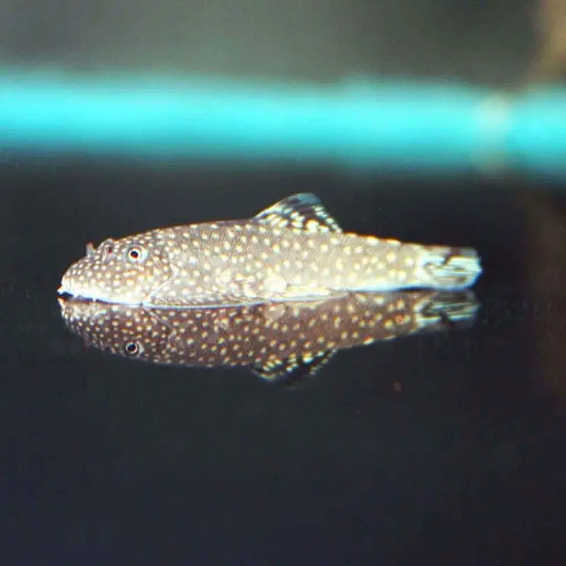 Hillstream Loach - Sewellia speciosa