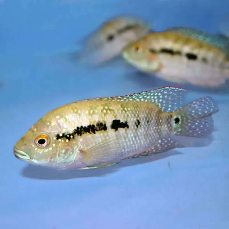 Jack Dempsey - Rocio octofasciata - REG