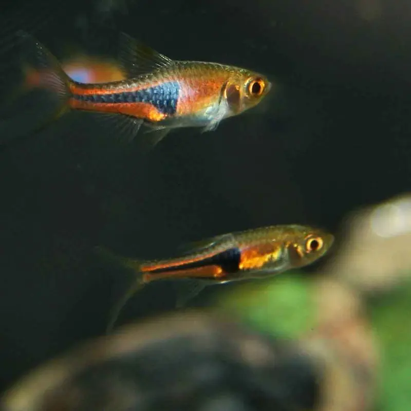 Lambchop Rasbora - Trigonostigma espei