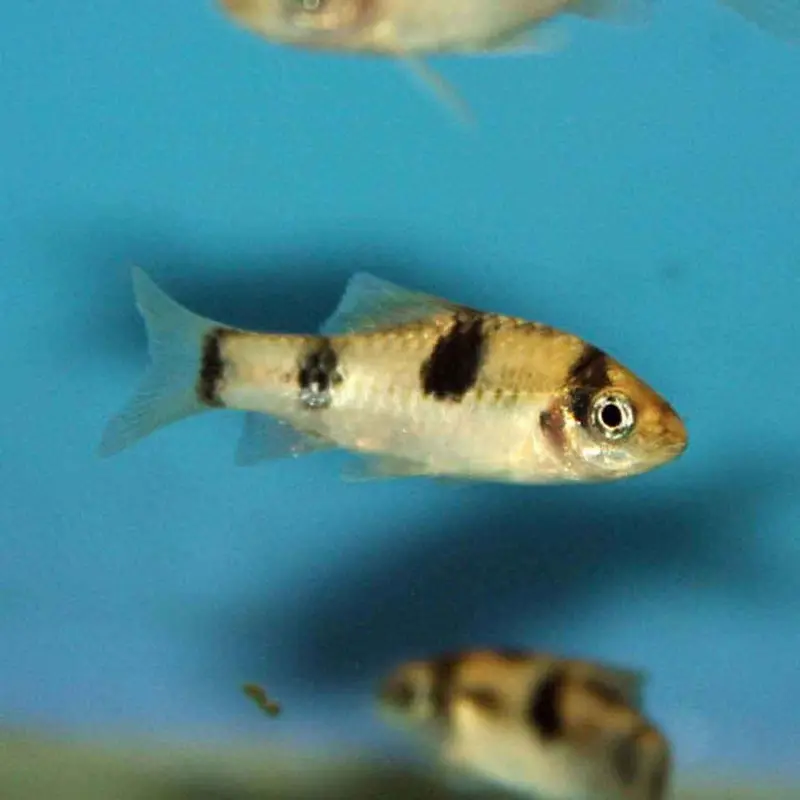 Melon Barb - Puntius fasciatus