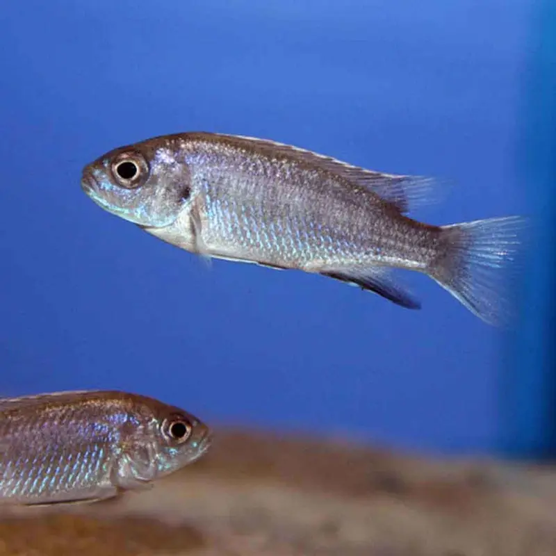 Ngara Whitetail Acei - Pseudotropheus acei - Juvenile