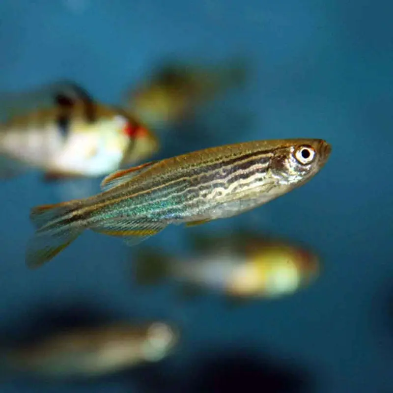 Orange-finned Danio - Danio kyathit