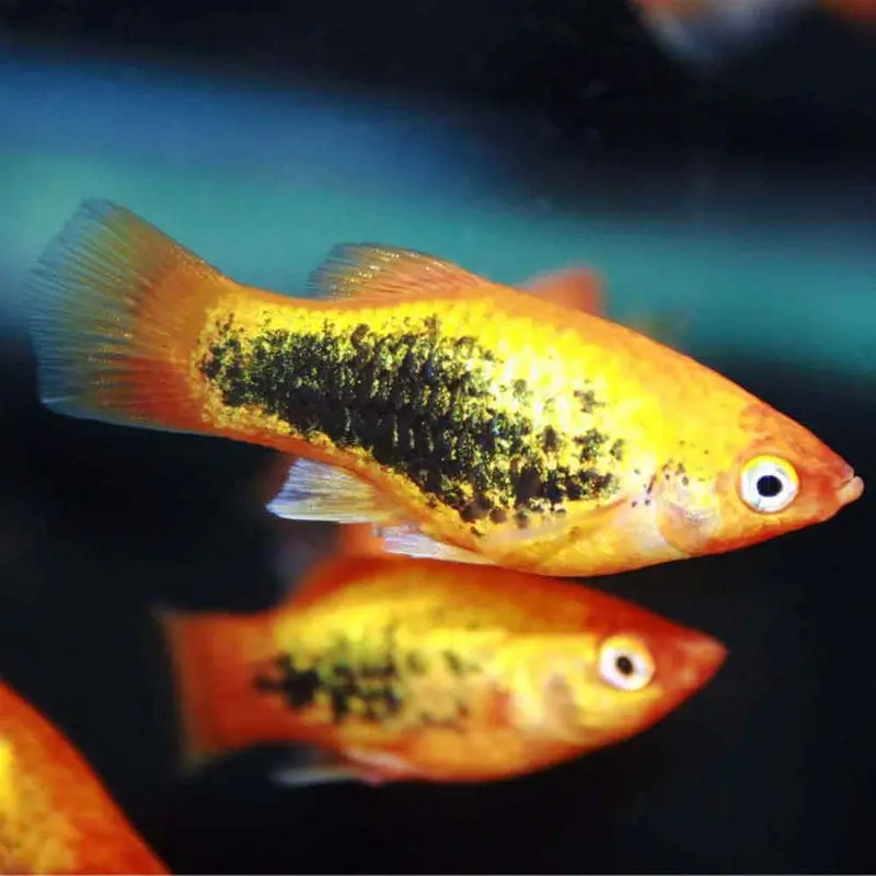Painted Platy - Xiphophorus maculatus