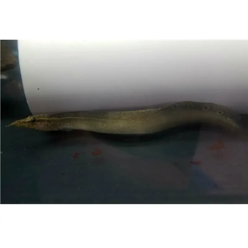 Peacock Eel - Macrognathus siamensis