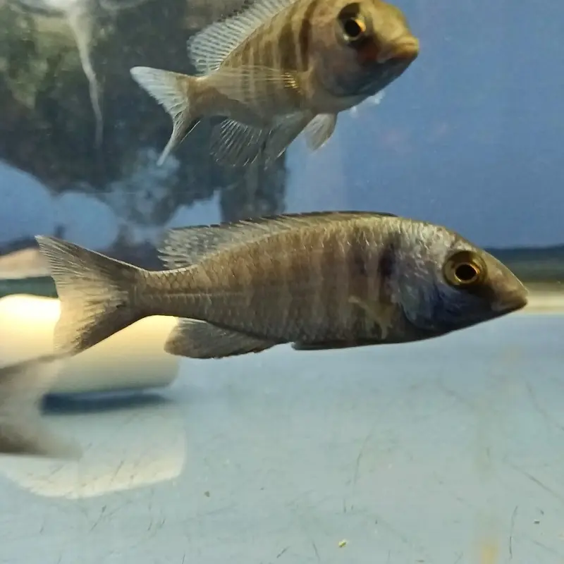 Star Sapphire - Placidochromis sp. phenochilus Tanzania - Juvenile