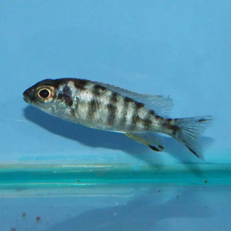 Taiwan Reef - Protomelas steveni - Juvenile