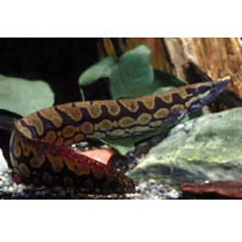 Tire Track Eel - Mastacembelus favus - Medium