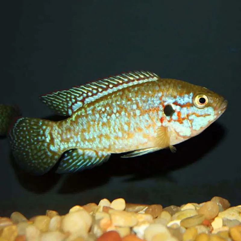 Turquoise Jewel Cichlid - Hemichromis bimaculatus