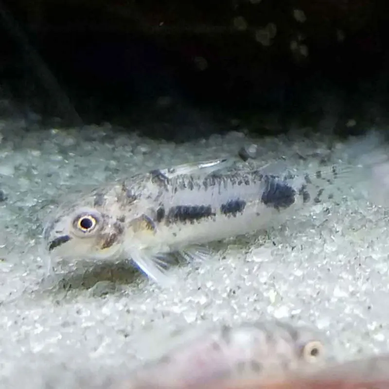 Venezuelan Pygmy Cory - Corydoras habrosus