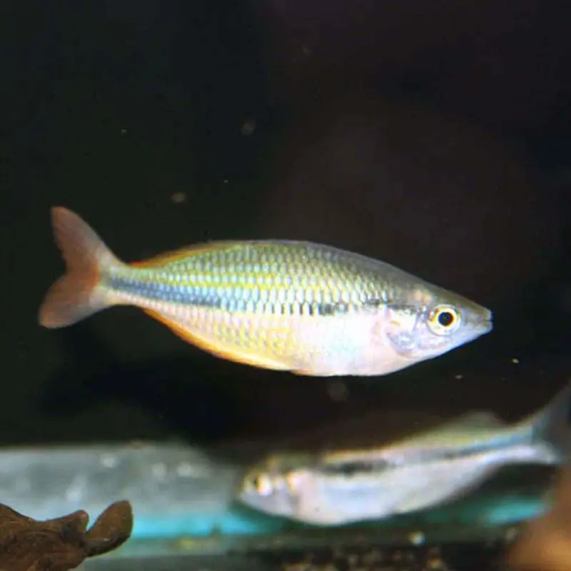 Yellow Rainbow - Melanotaenia herbertaxelrodi