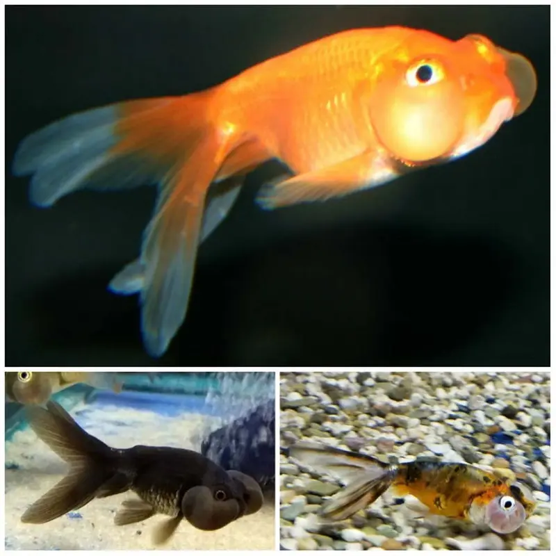 Assorted Bubble Eye Goldfish - Small