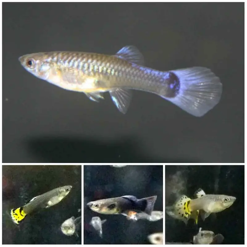 Assorted Fancy Guppy - Poecilia reticulata - Female