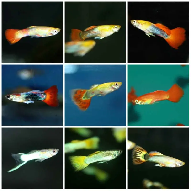 Assorted Fancy Guppy - Poecilia reticulata - Male