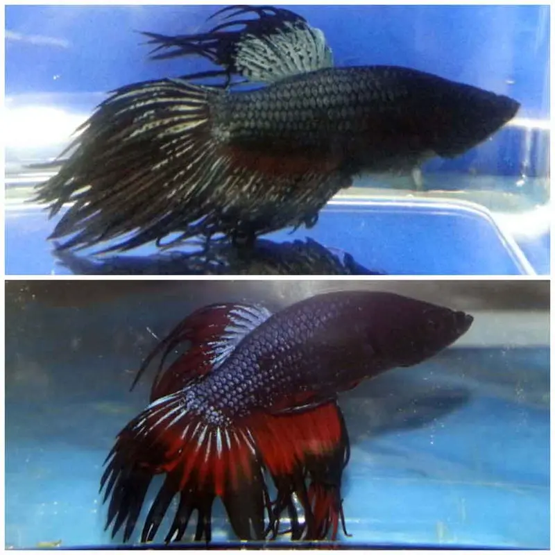 Black Orchid Crowntail Betta - Betta splendens - Male