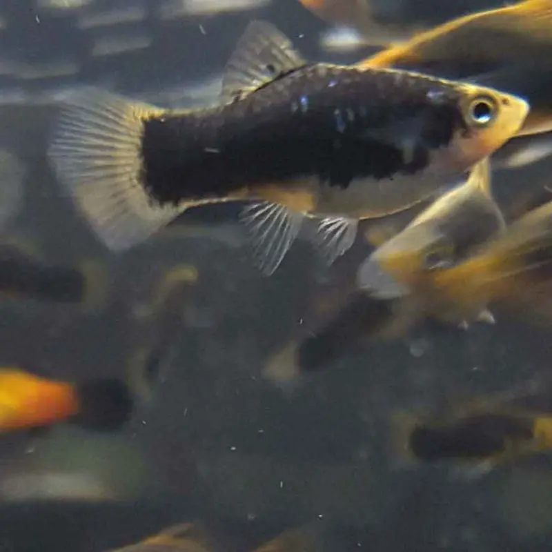 Black Platy - Xiphophorus maculatus