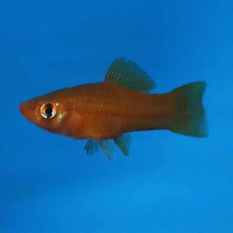 Brick Swordtail - Xiphophorus helleri