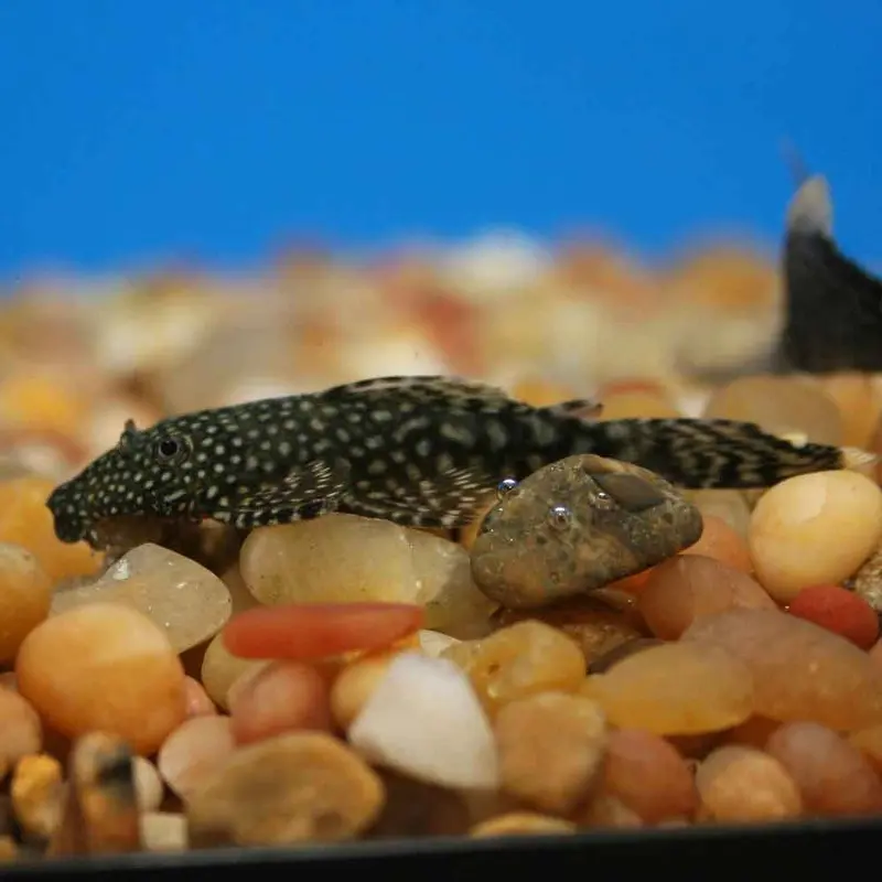 Butterfly Bushynose Pleco - Ancistrus sp. - Small
