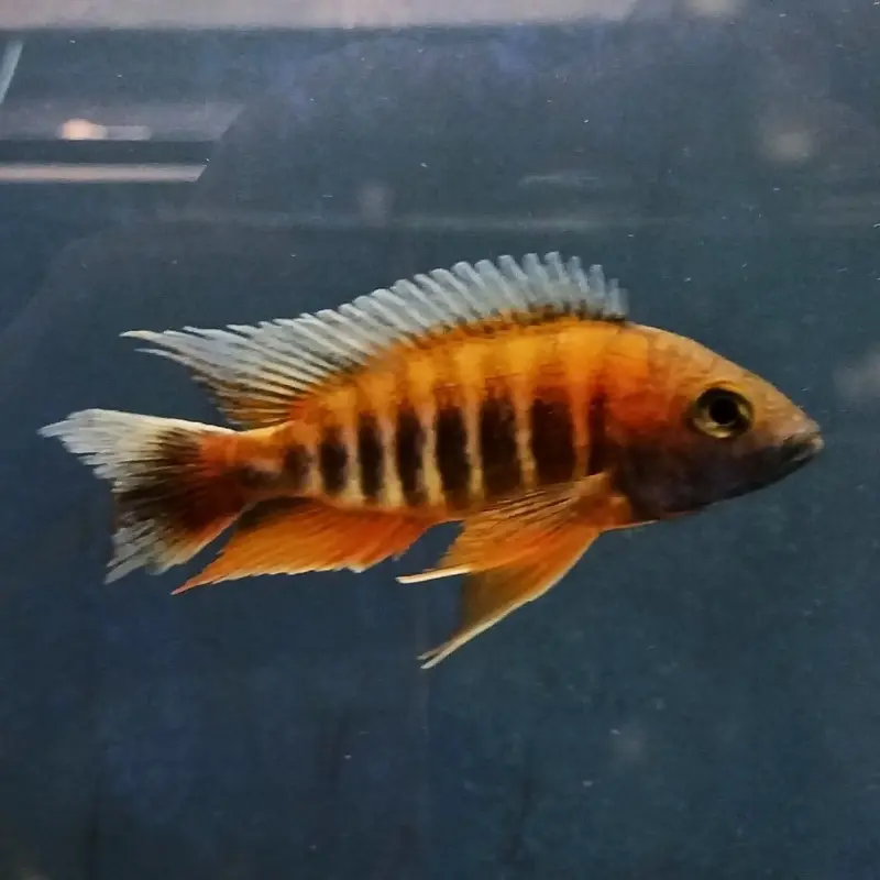 Carolinae Peacock - Aulonocara jacobfreibergi - Large Adult