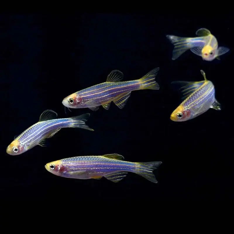Cosmic Blue GloFish - Danio rerio