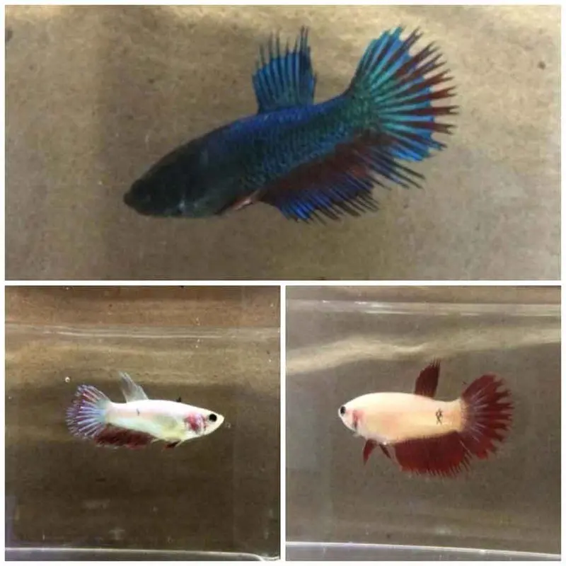 Crowntail Betta - Betta splendens - Female