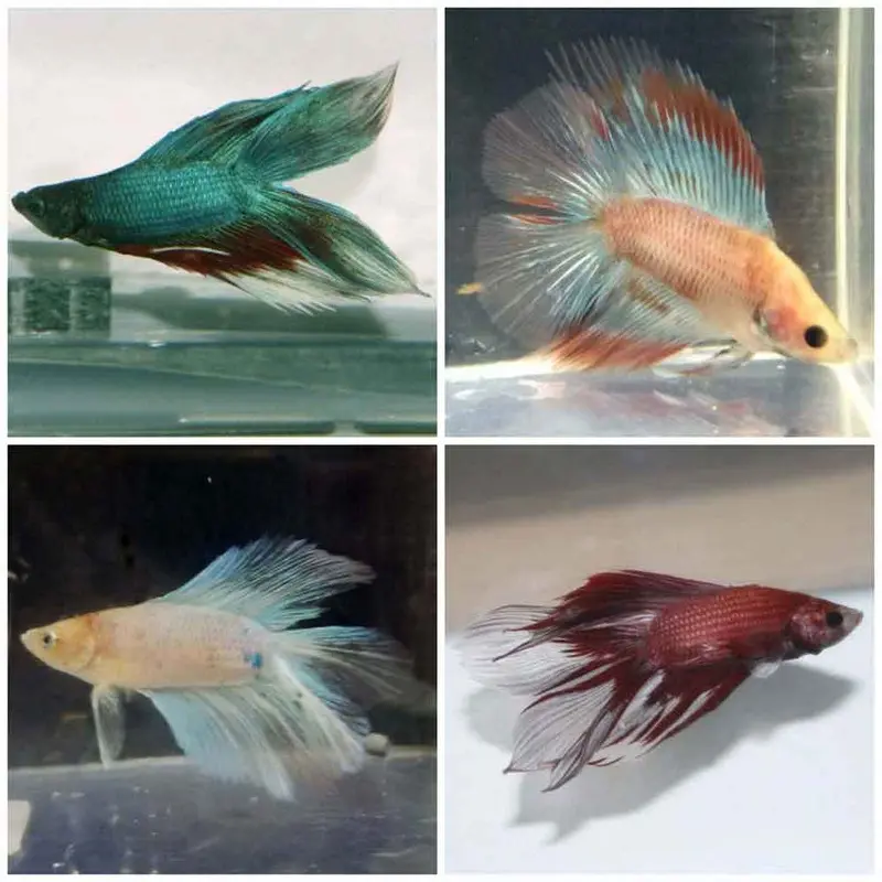 Doubletail Half Moon Betta - Betta splendens - Male