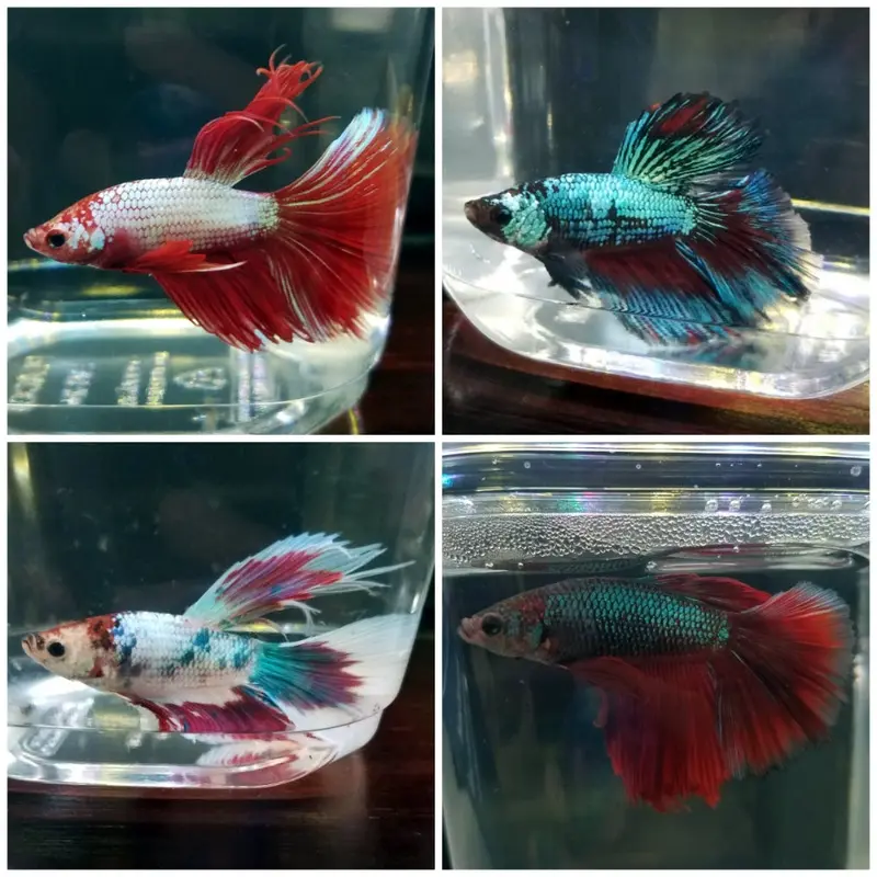 Dragonscale Betta Male - Betta splendens
