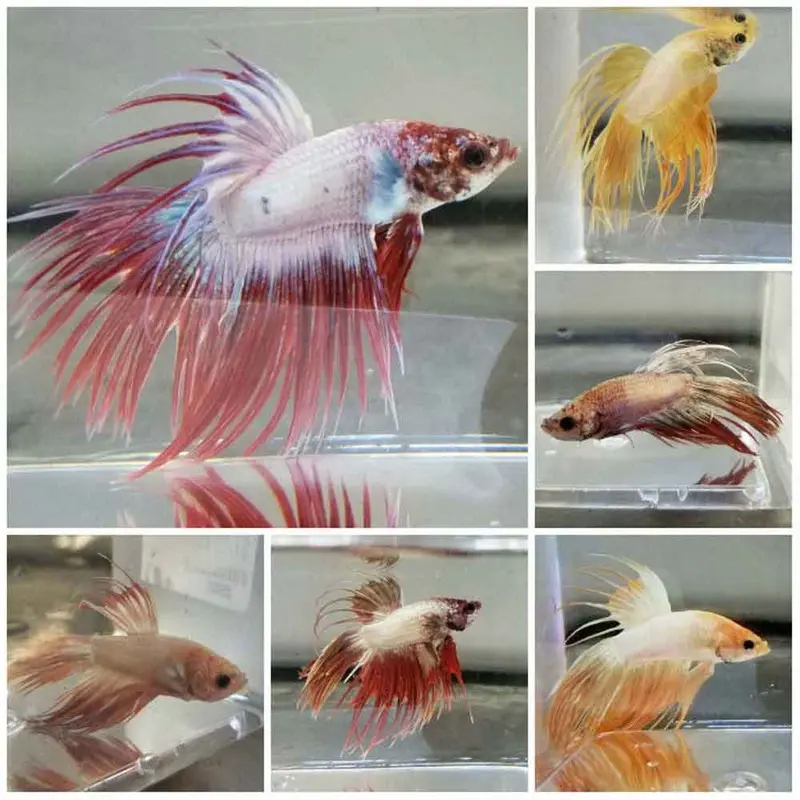 Dragonscale Crowntail Betta - Betta splendens - Male