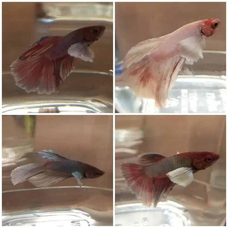 Dumbo Betta - Betta splendens - Male