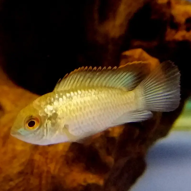 Electric Blue Acara - Aequidens pulcher