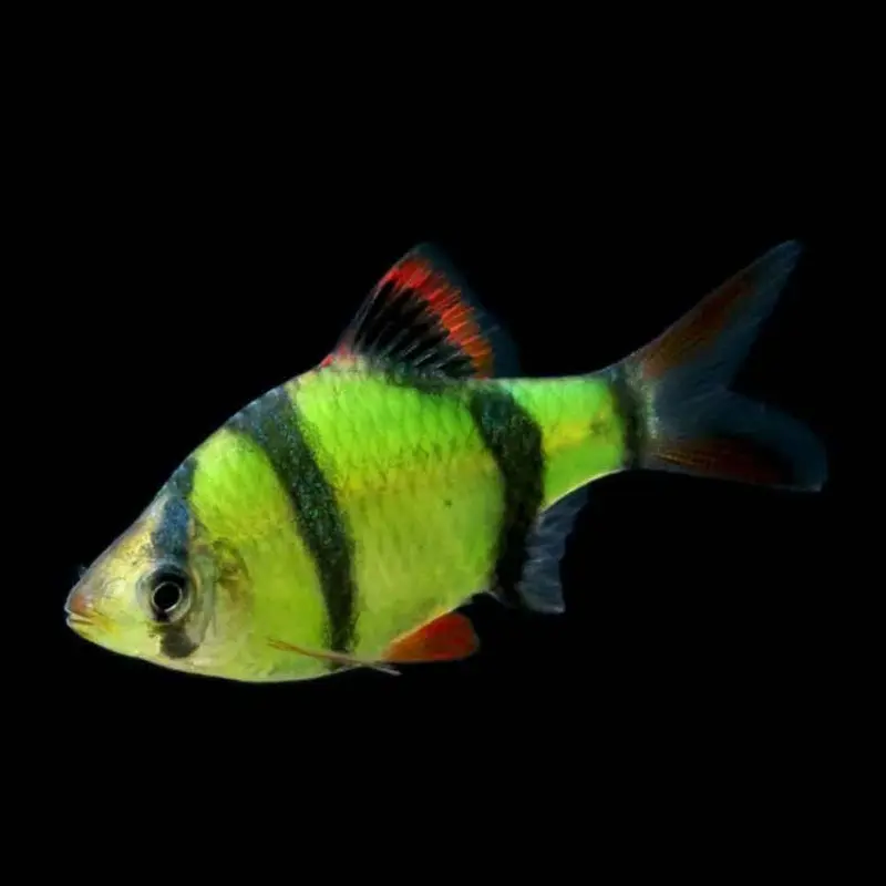 Electric Green GloFish Barb - Puntius tetrazona