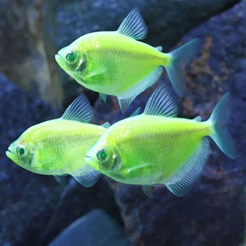 Electric Green GloFish Tetra - Gymnocorymbus ternetzi