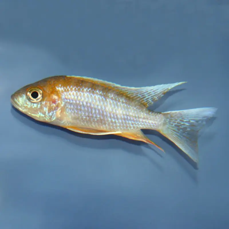 Eureka Red Peacock - Aulonocara jacobfreibergi - Small Adult