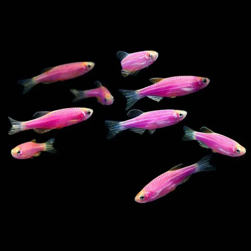 Galactic Purple GloFish - Danio rerio