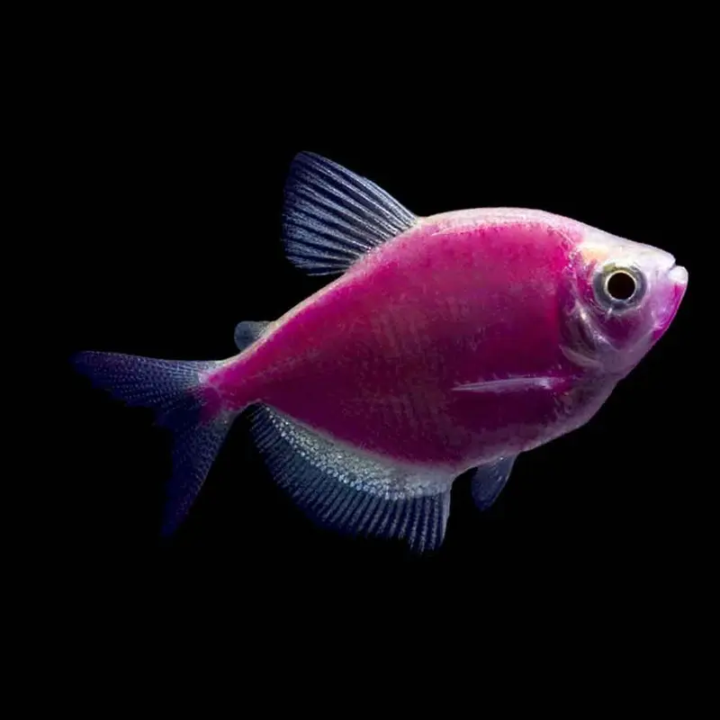 Galactic Purple GloFish Tetra - Gymnocorymbus ternetzi