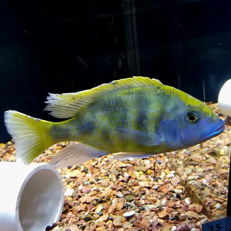 Giraffe Cichlid - Nimbochromis venustus - Adult